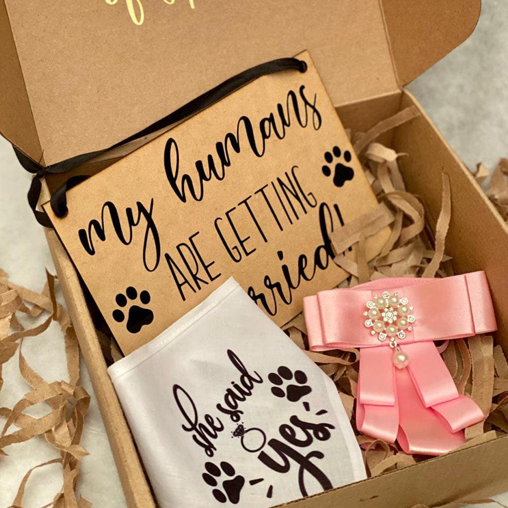 Dog of Honor Box