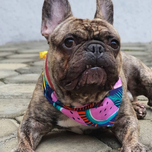 Bandana Watermelon